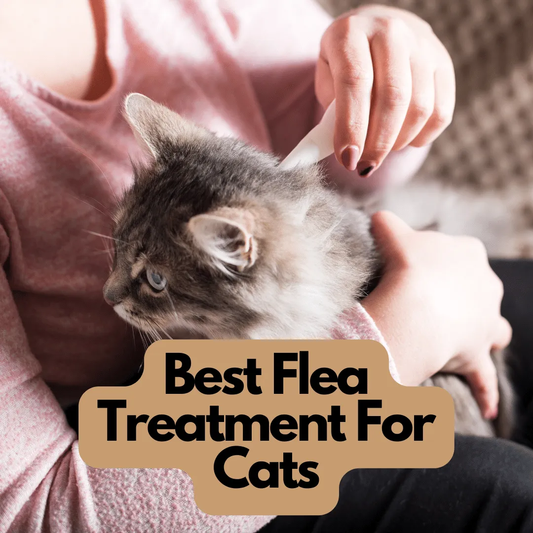 The 6 Best Flea Treatment for Cats (2023 Guide) The Feline World