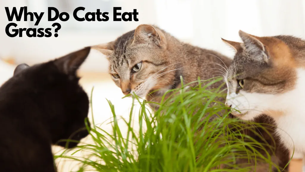 Why Do Cats Eat Grass 1 1024x576 