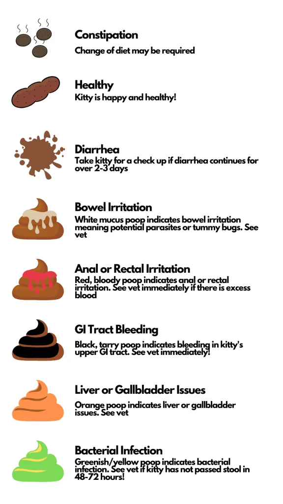 Cat Poop Chart - What Does This Reveal About Your Cat's Well-Being?
